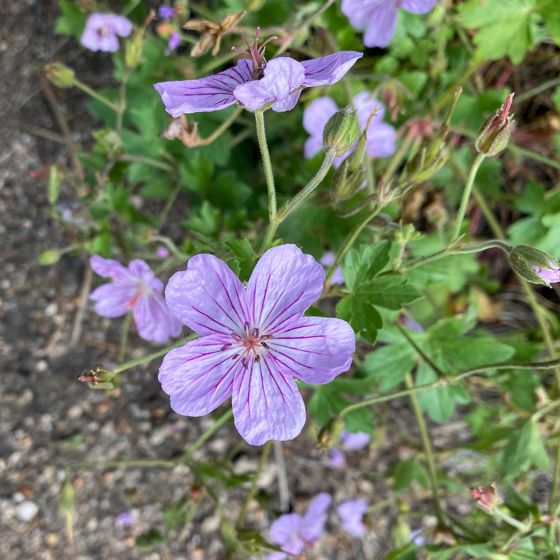 Pinewoods geranium (Geranium caespitosum)