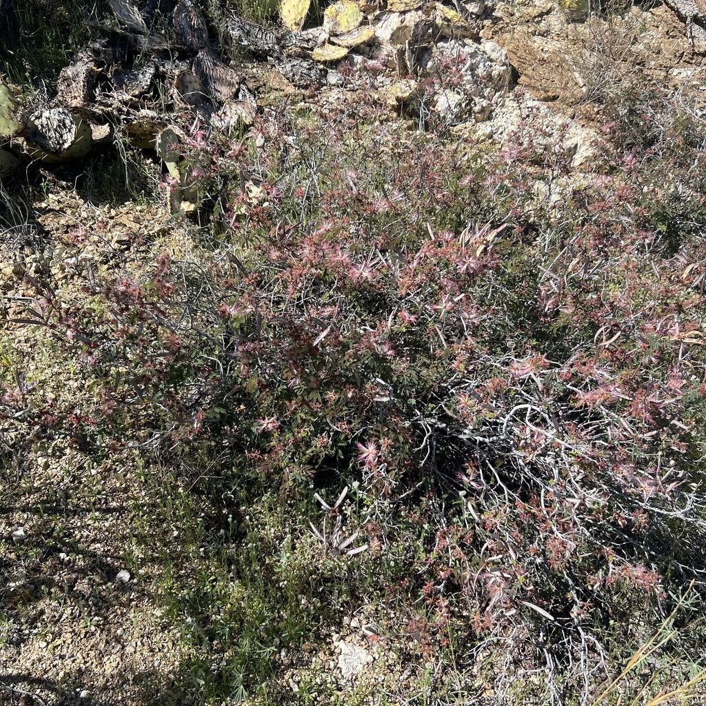 Pink fairy-duster (Calliandra eriophylla)