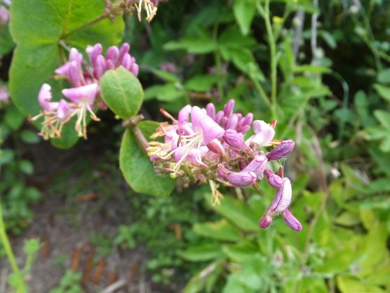 Pink honeysuckle (Lonicera hispidula)