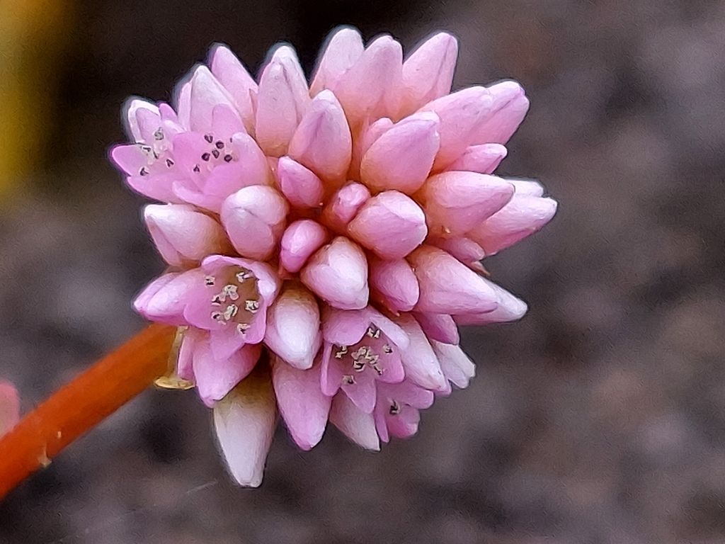 Pink knotweed (Persicaria capitata)