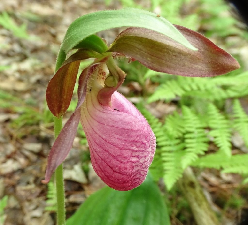 Pink lady's slipper (Cypripedium acaule)