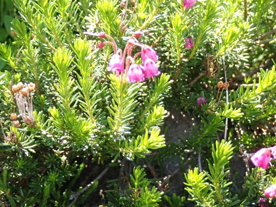 Pink mountainheath (Phyllodoce empetriformis)