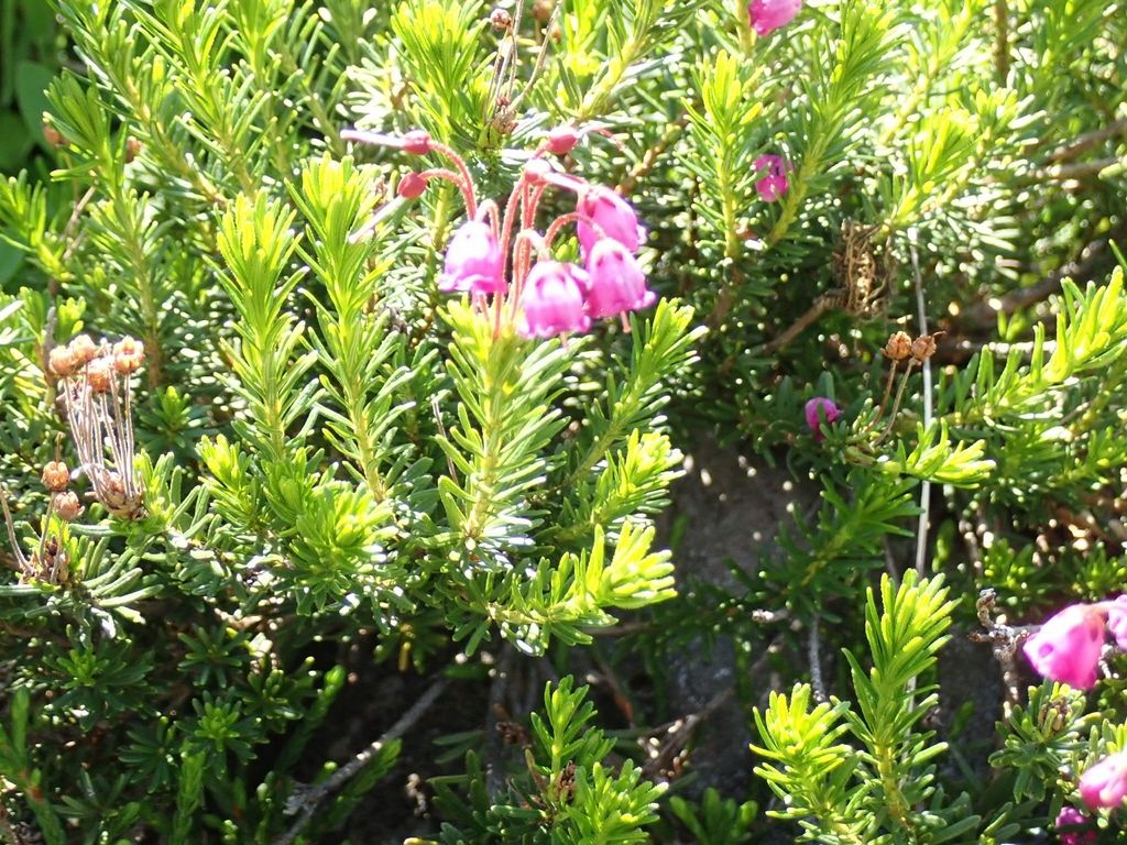 Pink mountainheath (Phyllodoce empetriformis)