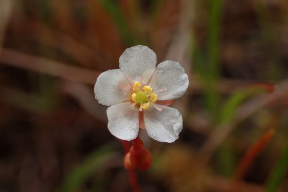 Pink sundew (Drosera capillaris)