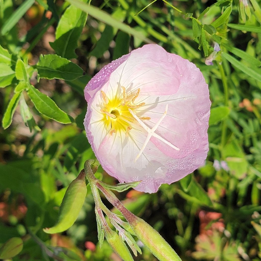 Pinkladies (Oenothera speciosa)