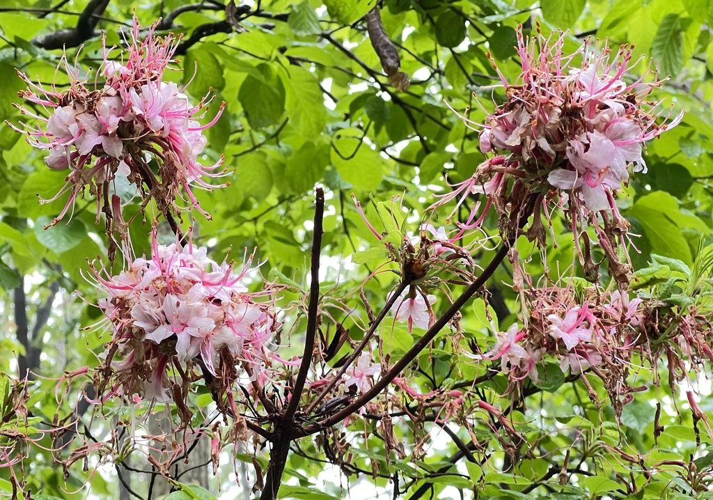 Pinxter flower (Rhododendron periclymenoides)