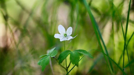 Piper's anemone (Anemonoides piperi)