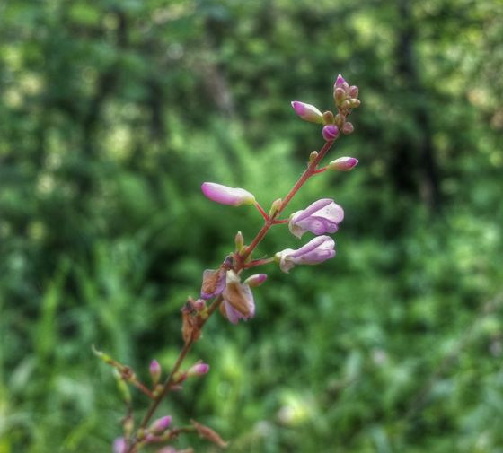 Pointed-leaved tick-trefoil (Hylodesmum glutinosum)