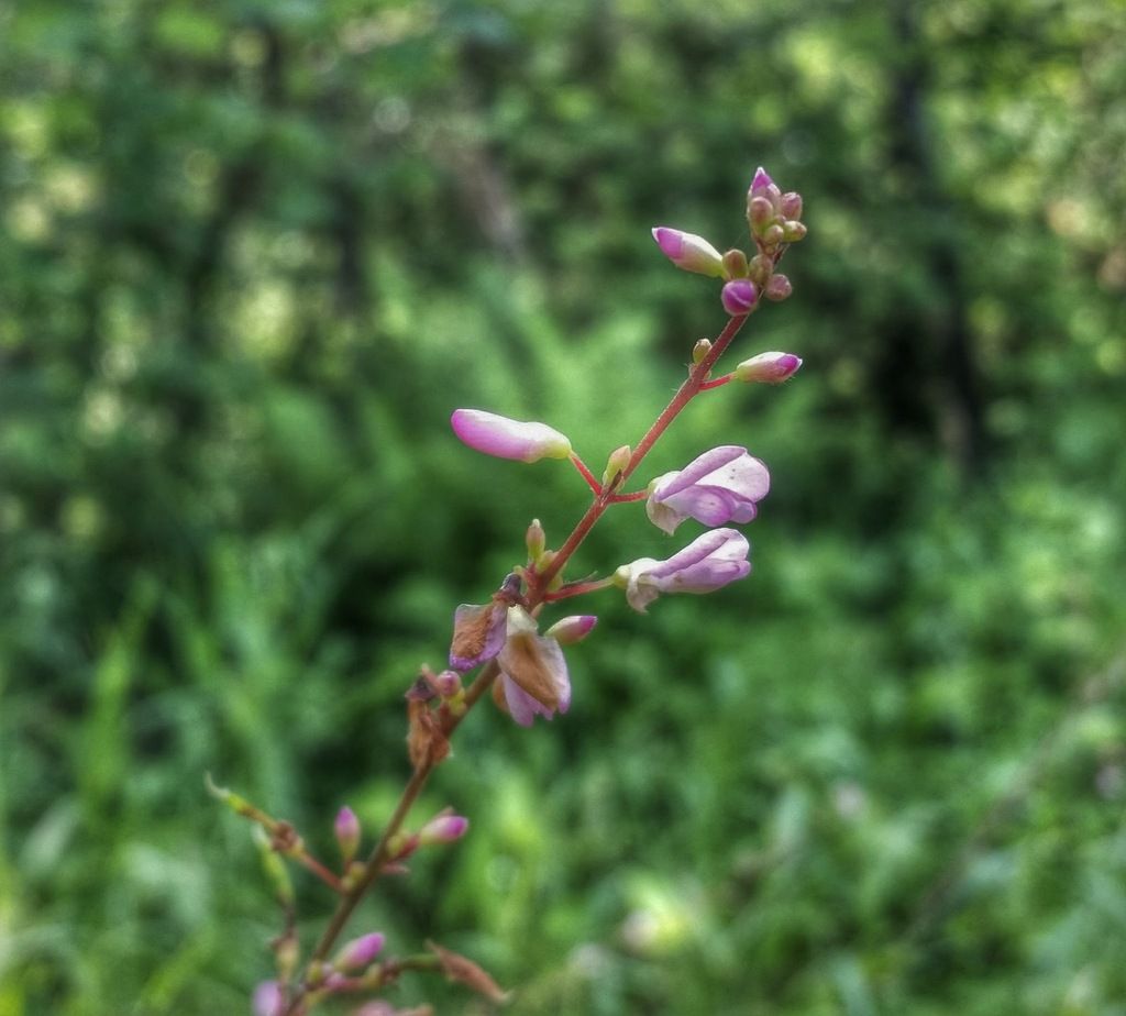 Pointed-leaved tick-trefoil (Hylodesmum glutinosum)