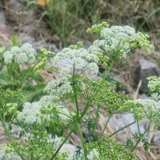 Poison hemlock (Conium maculatum)