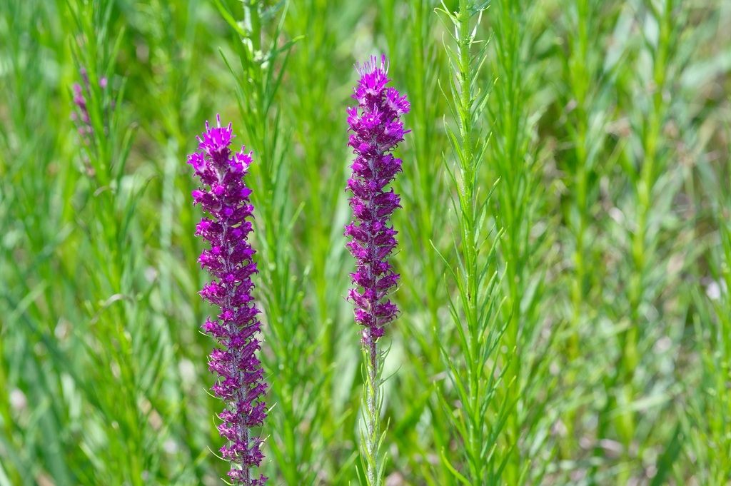 Prairie blazing star (Liatris pycnostachya)