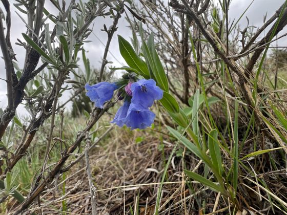 Prairie bluebells (Mertensia lanceolata)
