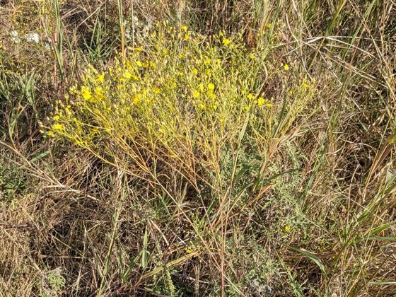 Prairie broomweed (Amphiachyris dracunculoides)
