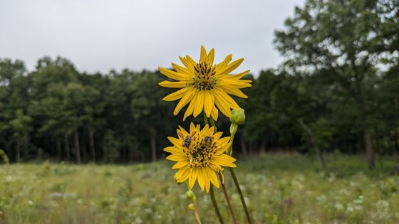 Prairie dock (Silphium terebinthinaceum)