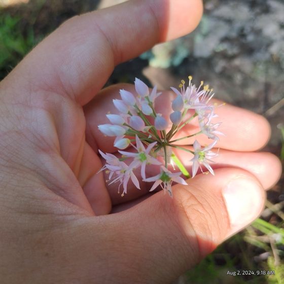Prairie onion (Allium stellatum)