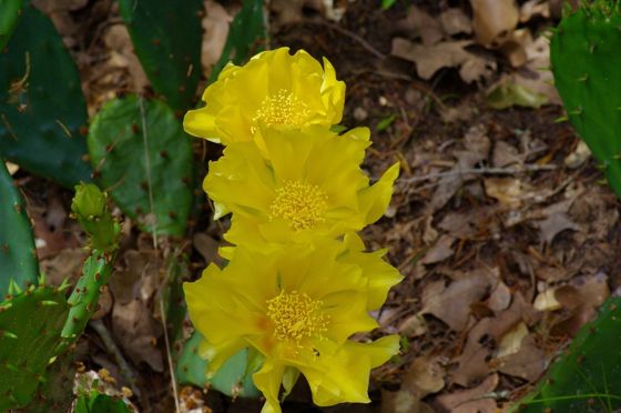 Prairie pricklypear (Opuntia macrorhiza)