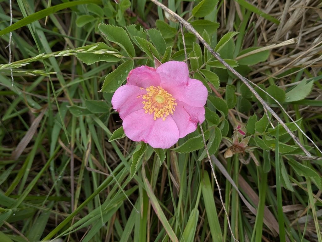Prairie rose (Rosa arkansana)