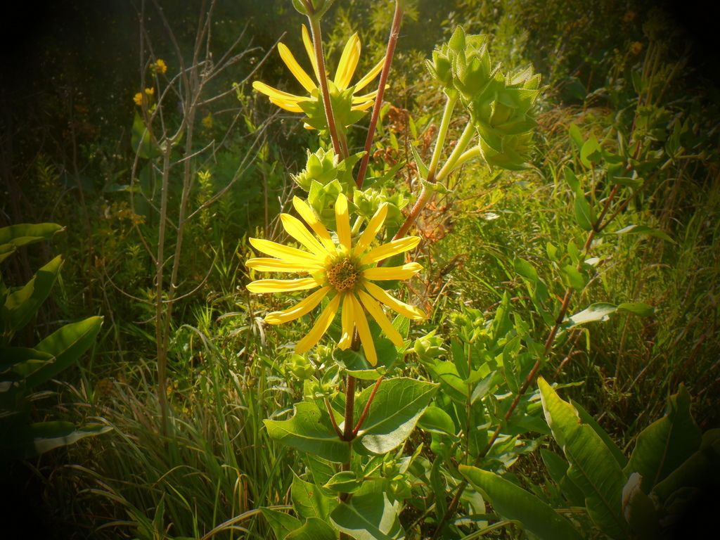 Prairie rosinweed (Silphium integrifolium)