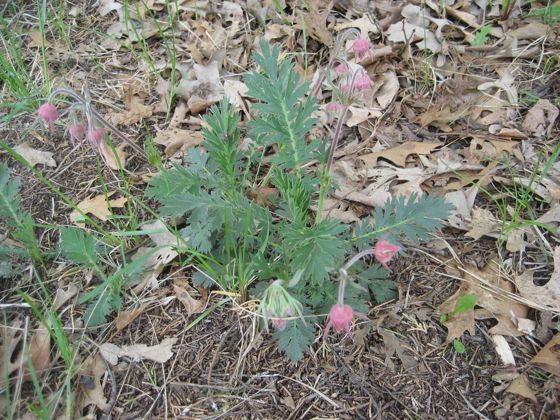 Prairie smoke (Geum triflorum)