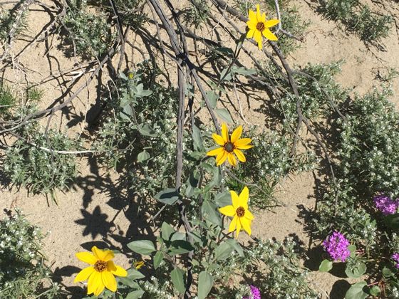Prairie sunflower (Helianthus petiolaris)