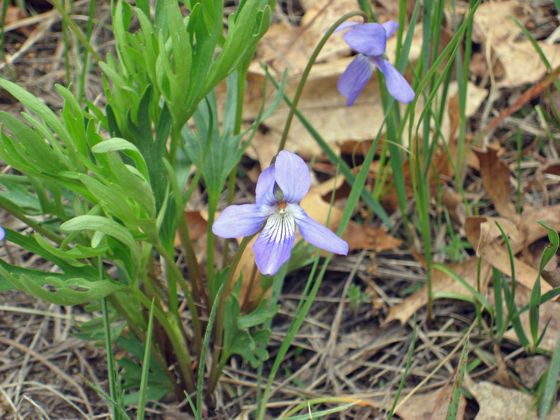 Prairie violet (Viola pedatifida)