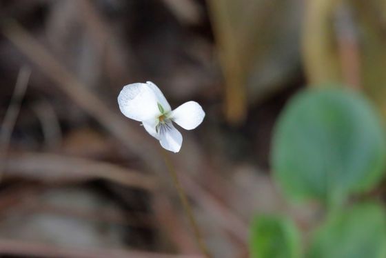Primrose-leaved violet (Viola primulifolia)