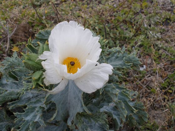 Pua kala (Argemone glauca)