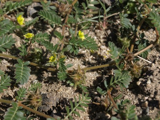 Puncture vine (Tribulus terrestris)