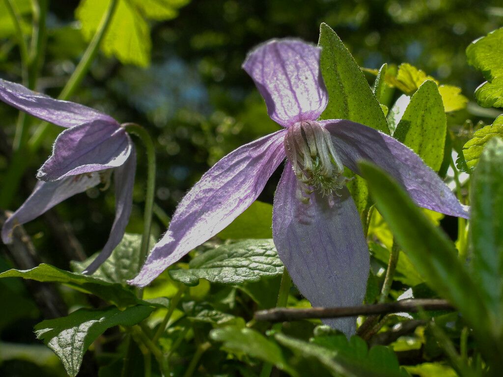 Purple clematis (Clematis occidentalis)