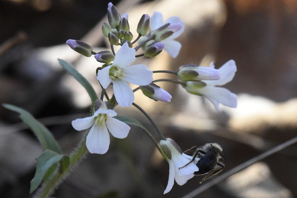Purple cress (Cardamine douglassii)