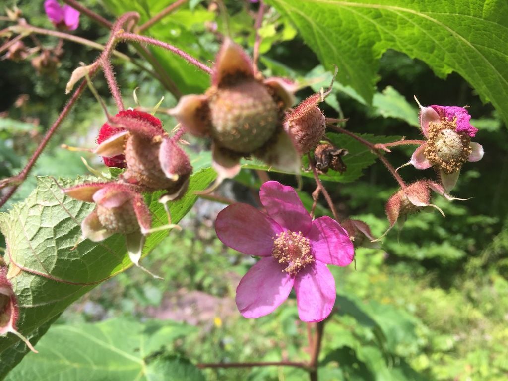 Purple-flowered raspberry (Rubus odoratus)