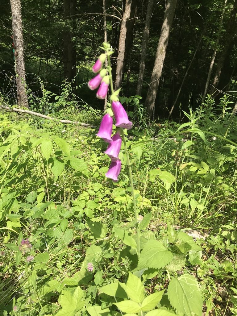 Purple foxglove (Digitalis purpurea)