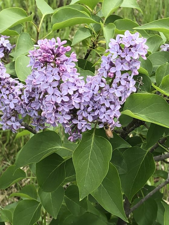 Purple lilac