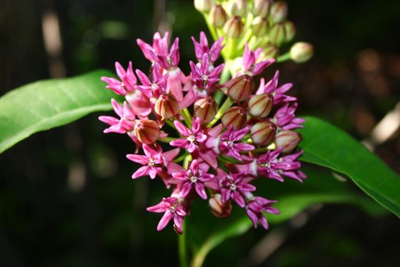 Purple milkweed (Asclepias purpurascens)