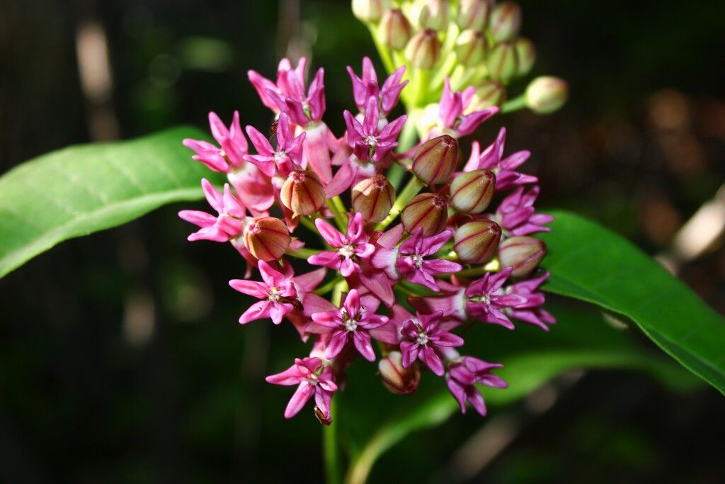 Purple milkweed (Asclepias purpurascens)
