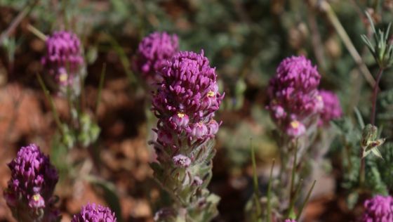 Purple owl's-clover (Castilleja exserta)