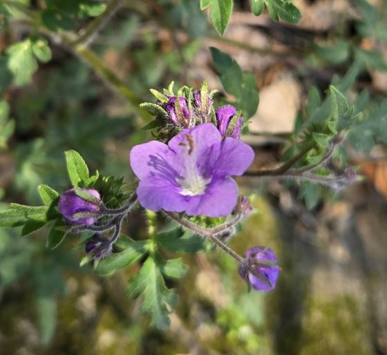 Purple phacelia (Phacelia bipinnatifida)