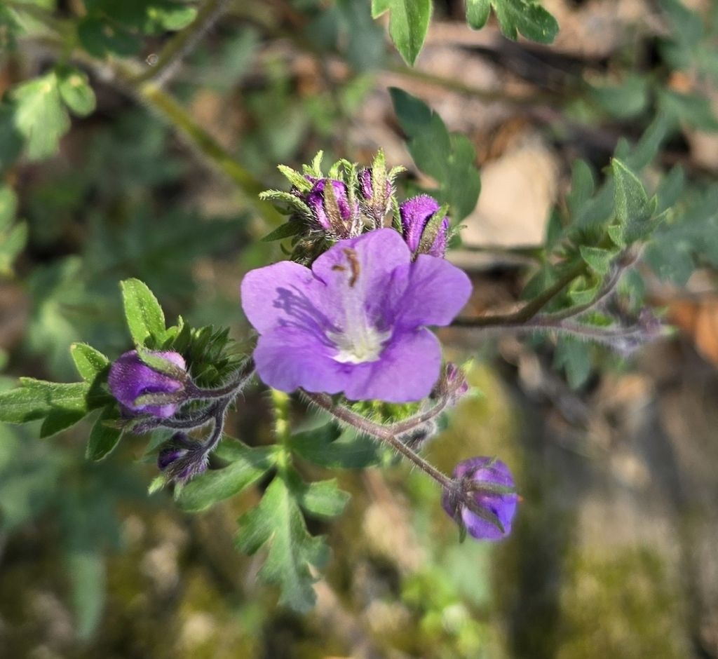 Purple phacelia (Phacelia bipinnatifida)