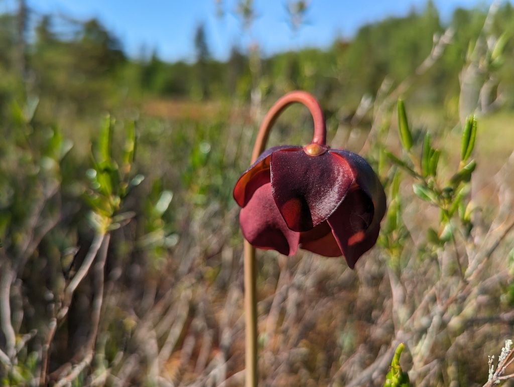 Purple pitcher plant (Sarracenia purpurea)