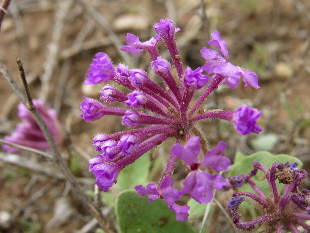 Purple sand verbena (Abronia angustifolia)