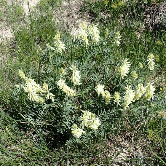 Racemose milkvetch (Astragalus racemosus)