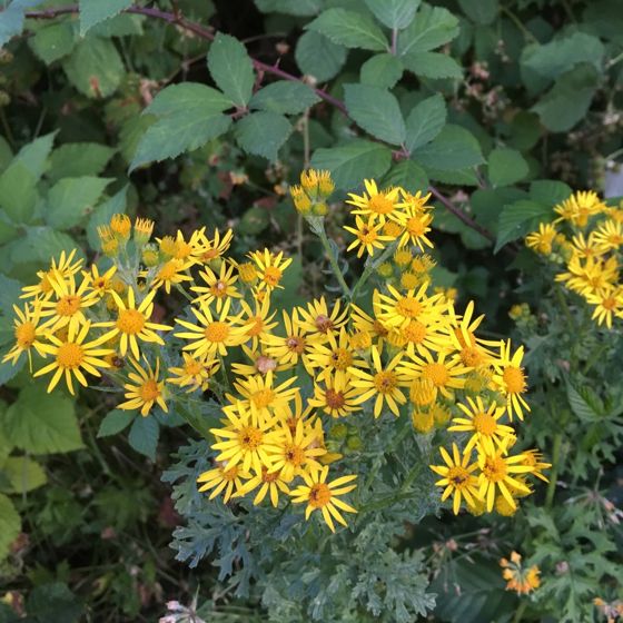 Ragwort (Jacobaea vulgaris)