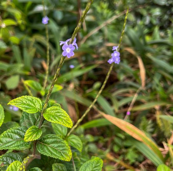 Rattail (Stachytarpheta cayennensis)