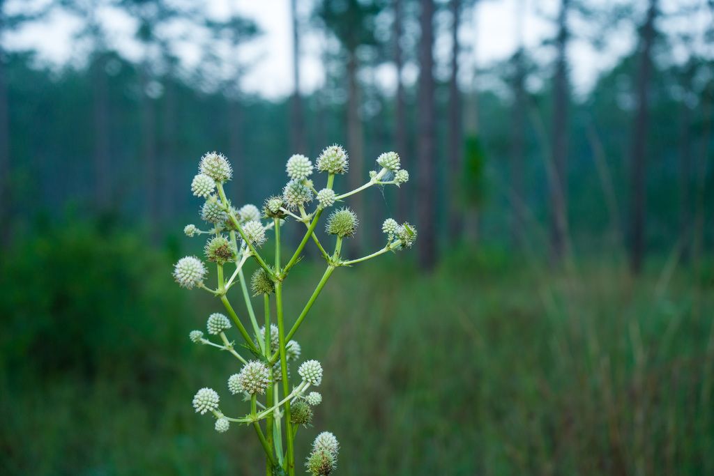 Rattlesnake master (Eryngium yuccifolium)