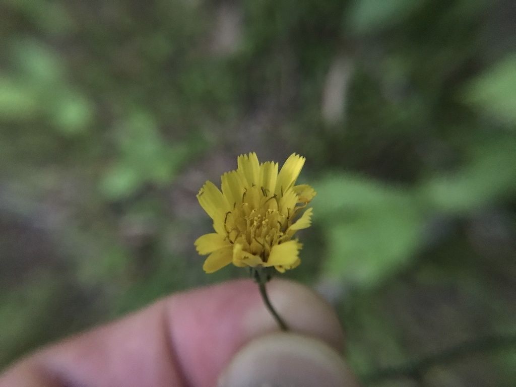 Rattlesnakeweed (Hieracium venosum)