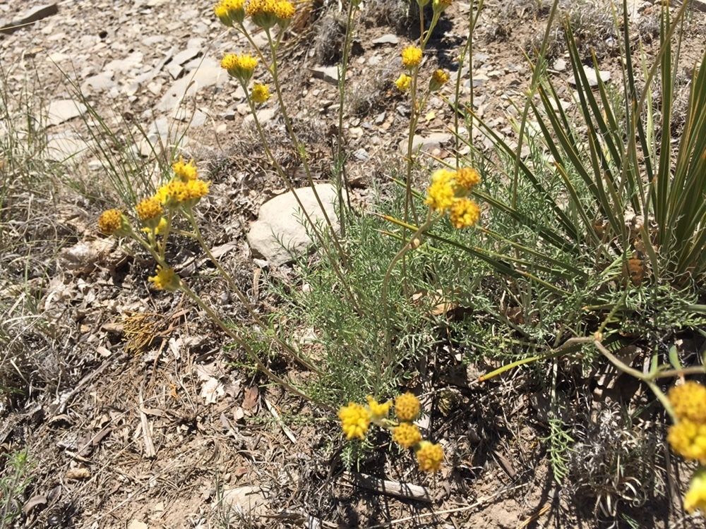 Rayless greenthread (Thelesperma megapotamicum)