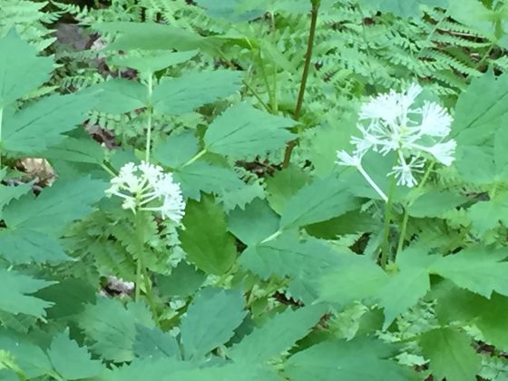 Red baneberry (Actaea rubra)