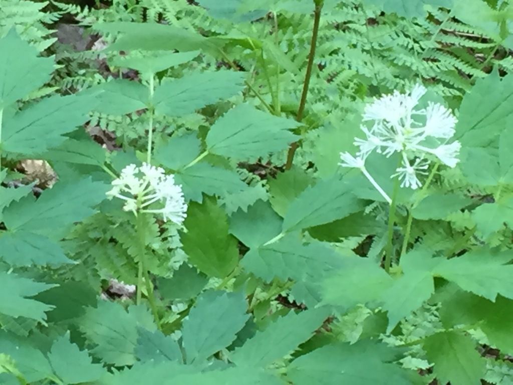 Red baneberry (Actaea rubra)