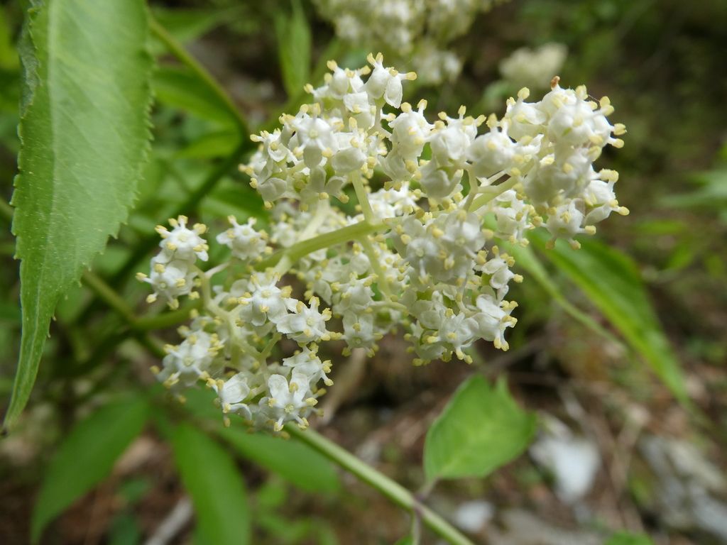 Red-berried elder (Sambucus racemosa)