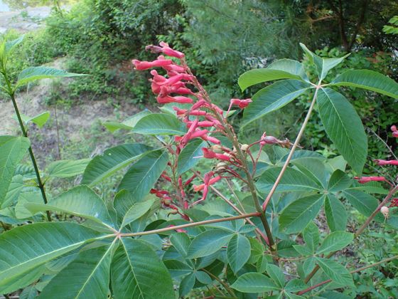 Red buckeye (Aesculus pavia)